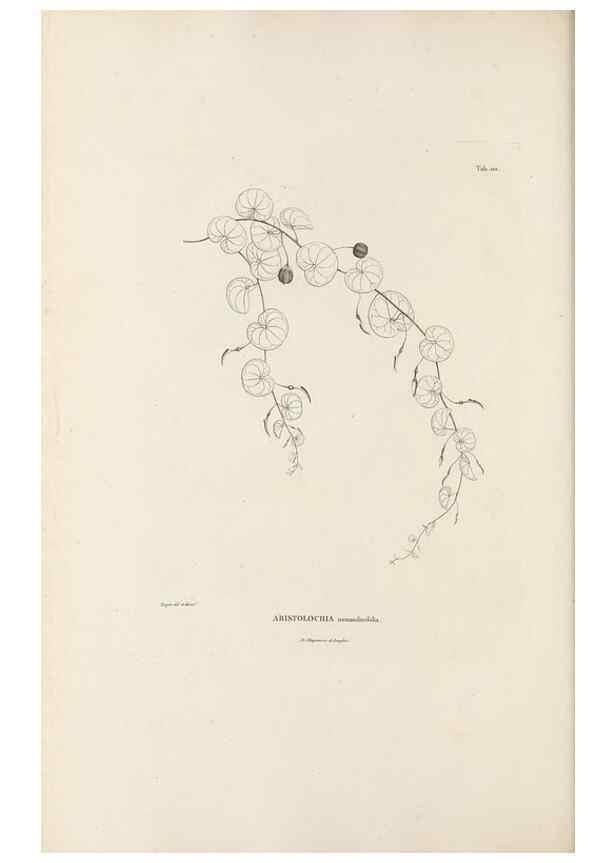 Reproducción/Reproduction 49520931313: Nova genera et species plantarum :. Antverpiae :Ex officina Christophori Plantini ...,1576.. 