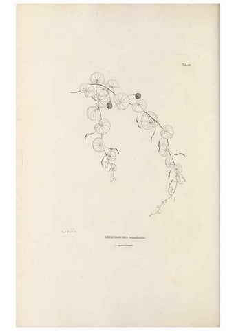 Reproducción/Reproduction 49520931313: Nova genera et species plantarum :. Antverpiae :Ex officina Christophori Plantini ...,1576.. 