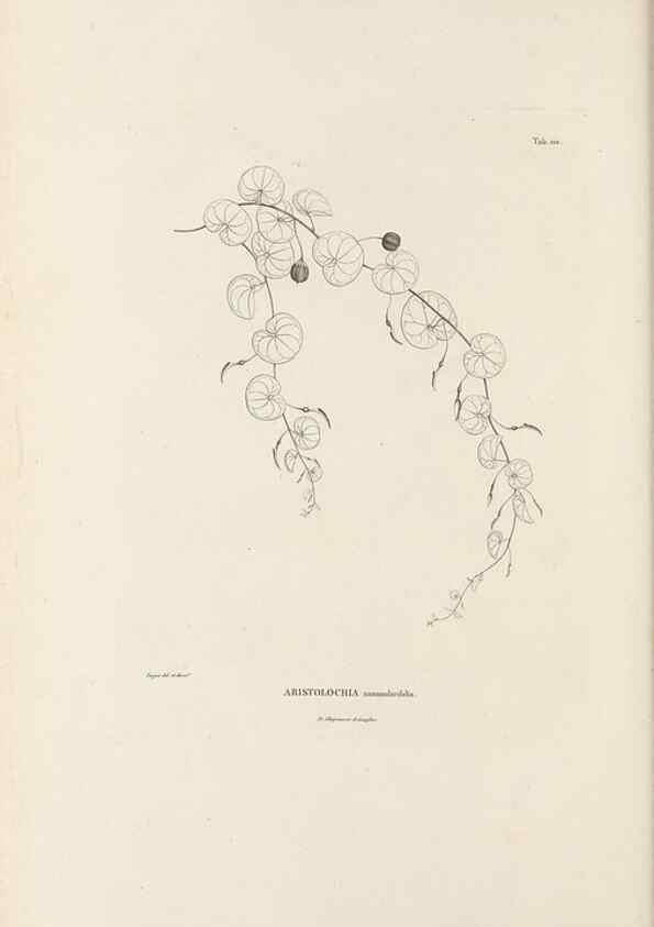 Reproducción/Reproduction 49520931313: Nova genera et species plantarum :. Antverpiae :Ex officina Christophori Plantini ...,1576.. 