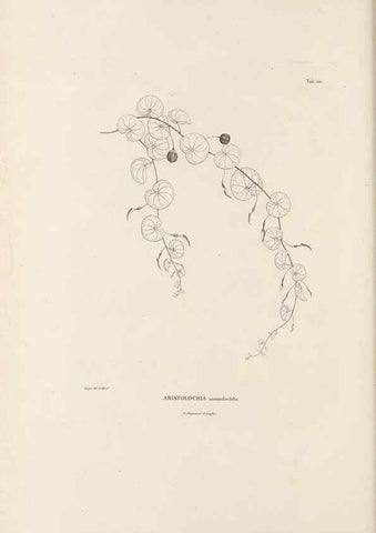 Reproducción/Reproduction 49520931313: Nova genera et species plantarum :. Antverpiae :Ex officina Christophori Plantini ...,1576.. 