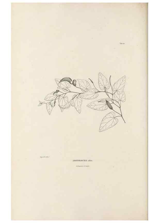 Reproducción/Reproduction 49520931653: Nova genera et species plantarum :. Antverpiae :Ex officina Christophori Plantini ...,1576.. 