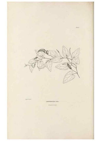 Reproducción/Reproduction 49520931653: Nova genera et species plantarum :. Antverpiae :Ex officina Christophori Plantini ...,1576.. 