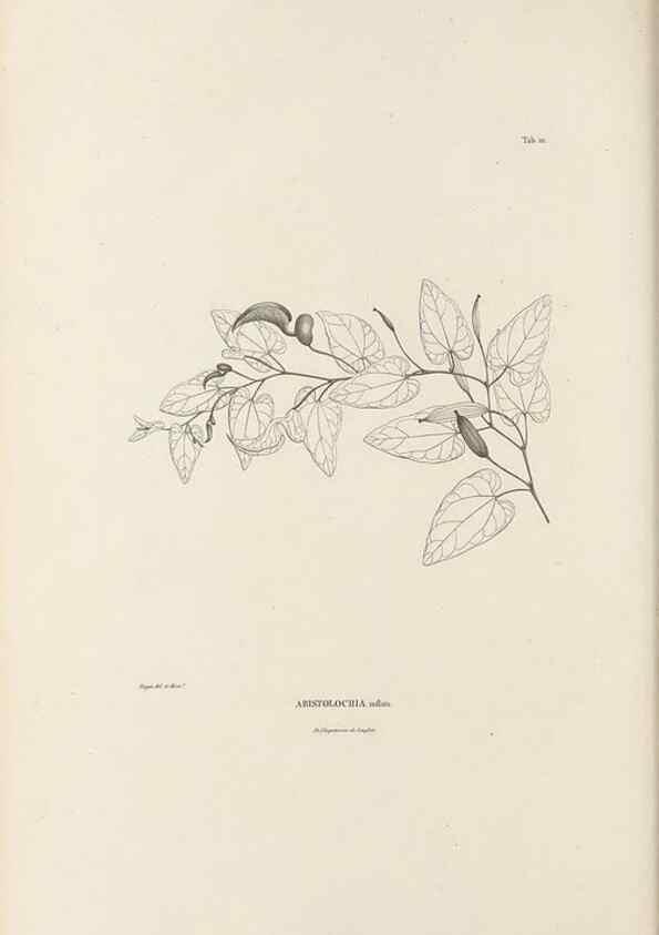 Reproducción/Reproduction 49520931653: Nova genera et species plantarum :. Antverpiae :Ex officina Christophori Plantini ...,1576.. 