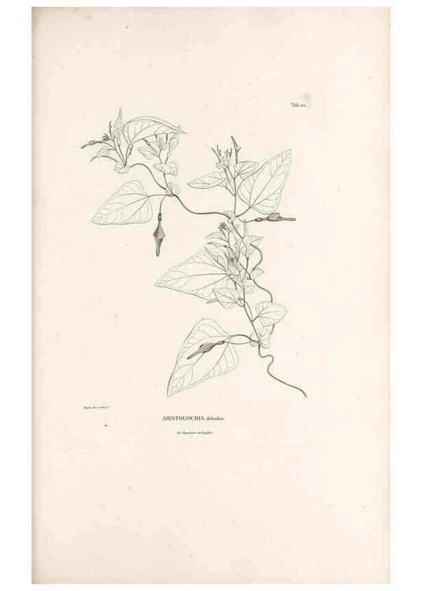 Reproducción/Reproduction 49521668477: Nova genera et species plantarum :. Antverpiae :Ex officina Christophori Plantini ...,1576.. 