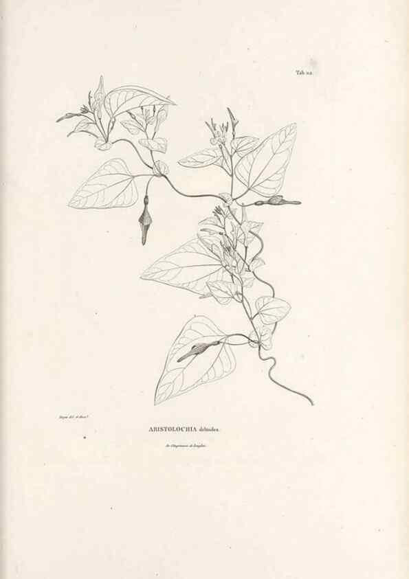 Reproducción/Reproduction 49521668477: Nova genera et species plantarum :. Antverpiae :Ex officina Christophori Plantini ...,1576.. 