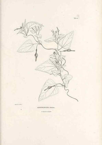 Reproducción/Reproduction 49521668477: Nova genera et species plantarum :. Antverpiae :Ex officina Christophori Plantini ...,1576.. 