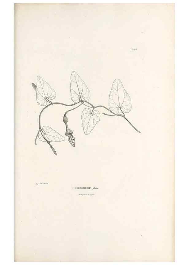 Reproducción/Reproduction 49521458231: Nova genera et species plantarum :. Antverpiae :Ex officina Christophori Plantini ...,1576.. 