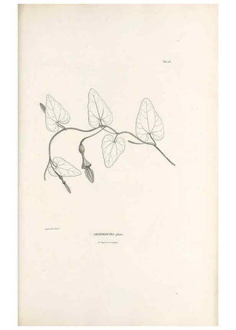 Reproducción/Reproduction 49521458231: Nova genera et species plantarum :. Antverpiae :Ex officina Christophori Plantini ...,1576.. 