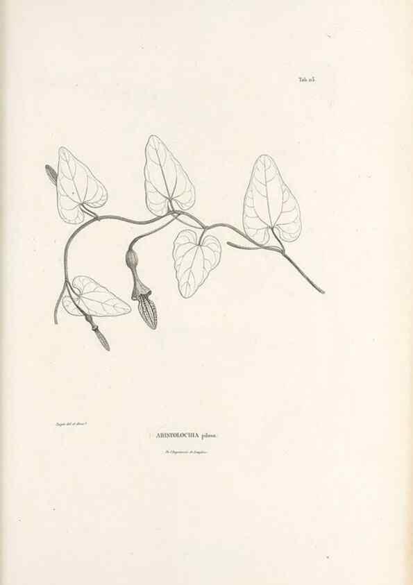 Reproducción/Reproduction 49521458231: Nova genera et species plantarum :. Antverpiae :Ex officina Christophori Plantini ...,1576.. 