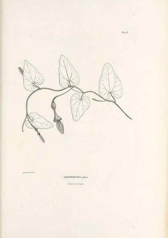 Reproducción/Reproduction 49521458231: Nova genera et species plantarum :. Antverpiae :Ex officina Christophori Plantini ...,1576.. 
