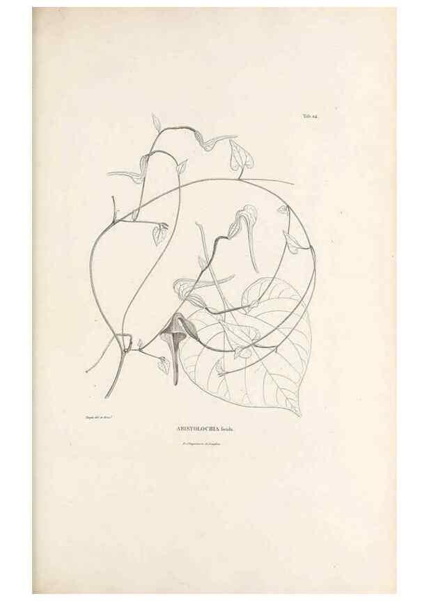 Reproducción/Reproduction 49521458611: Nova genera et species plantarum :. Antverpiae :Ex officina Christophori Plantini ...,1576.. 