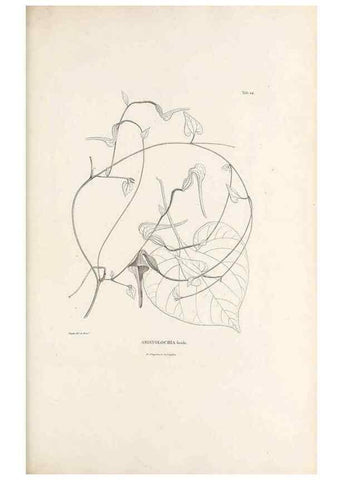 Reproducción/Reproduction 49521458611: Nova genera et species plantarum :. Antverpiae :Ex officina Christophori Plantini ...,1576.. 
