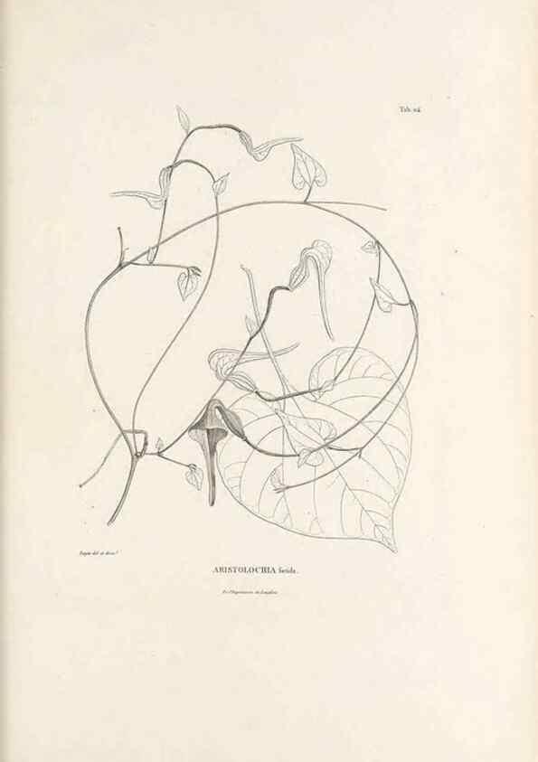 Reproducción/Reproduction 49521458611: Nova genera et species plantarum :. Antverpiae :Ex officina Christophori Plantini ...,1576.. 