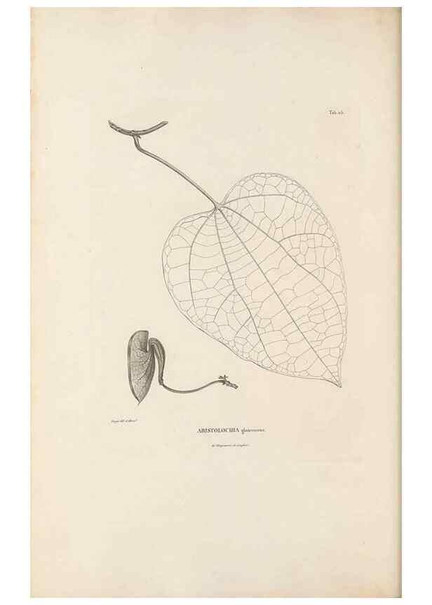 Reproducción/Reproduction 49521669517: Nova genera et species plantarum :. Antverpiae :Ex officina Christophori Plantini ...,1576.. 