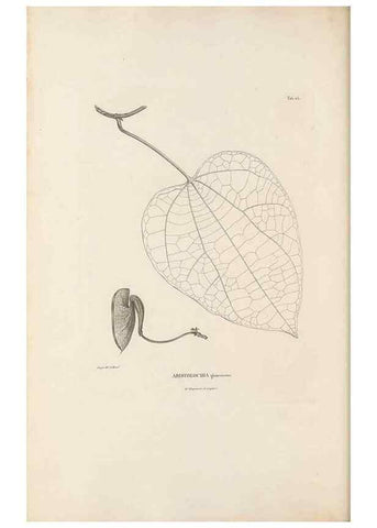 Reproducción/Reproduction 49521669517: Nova genera et species plantarum :. Antverpiae :Ex officina Christophori Plantini ...,1576.. 