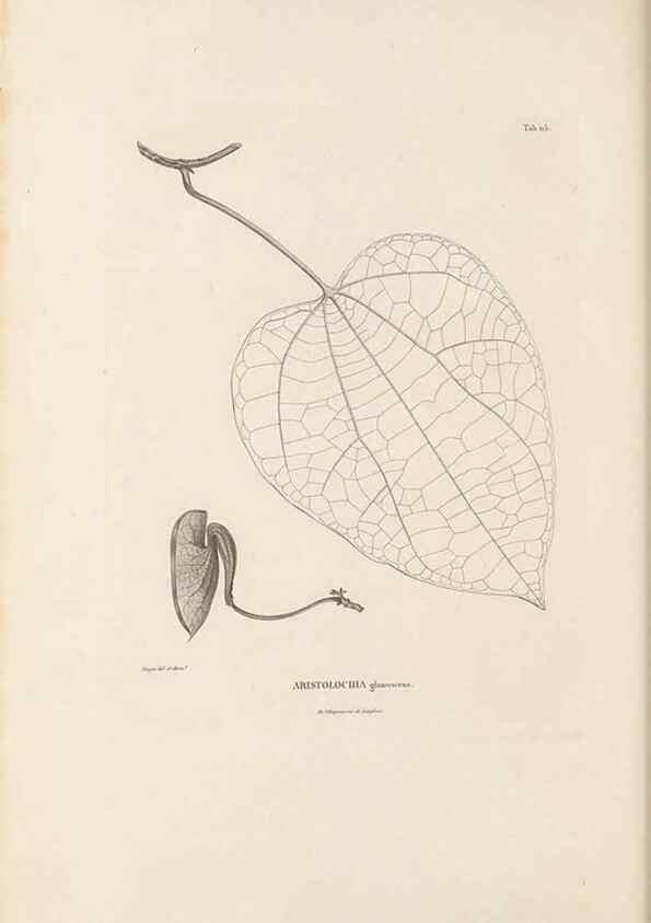Reproducción/Reproduction 49521669517: Nova genera et species plantarum :. Antverpiae :Ex officina Christophori Plantini ...,1576.. 