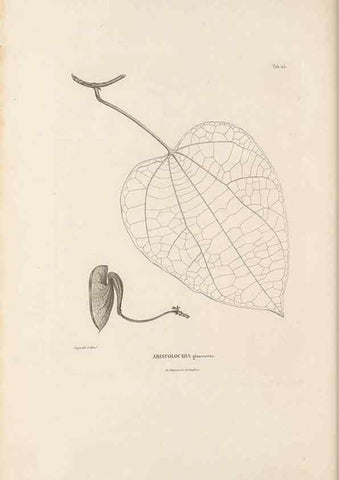 Reproducción/Reproduction 49521669517: Nova genera et species plantarum :. Antverpiae :Ex officina Christophori Plantini ...,1576.. 
