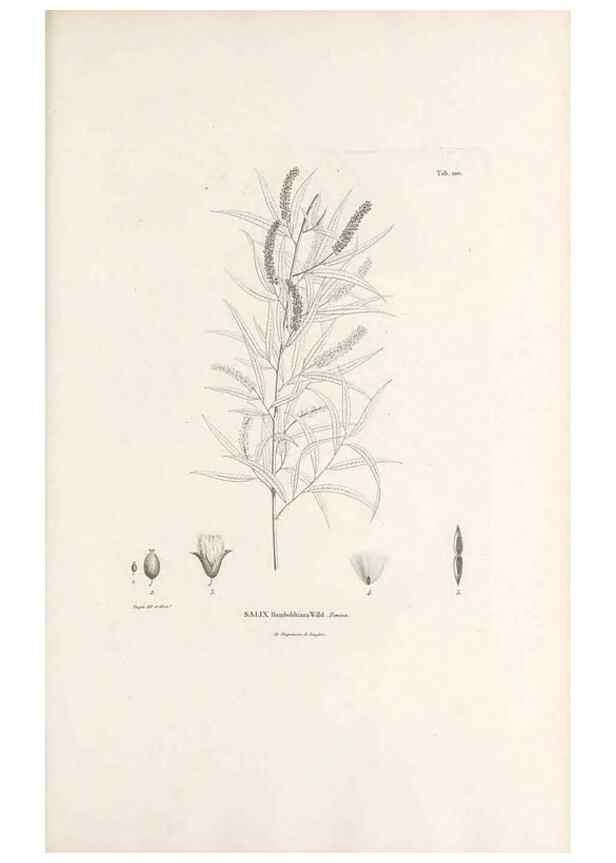 Reproducción/Reproduction 49521664147: Nova genera et species plantarum :. Antverpiae :Ex officina Christophori Plantini ...,1576.. 