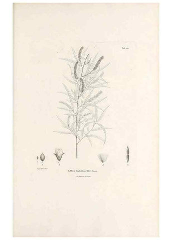 Reproducción/Reproduction 49521664147: Nova genera et species plantarum :. Antverpiae :Ex officina Christophori Plantini ...,1576.. 