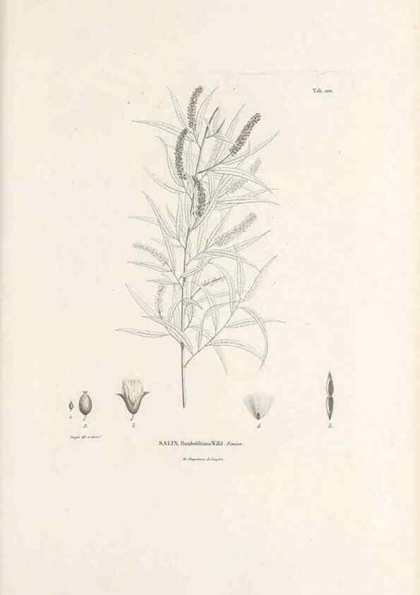 Reproducción/Reproduction 49521664147: Nova genera et species plantarum :. Antverpiae :Ex officina Christophori Plantini ...,1576.. 