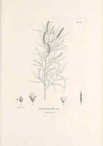 Reproducción/Reproduction 49521664147: Nova genera et species plantarum :. Antverpiae :Ex officina Christophori Plantini ...,1576.. 