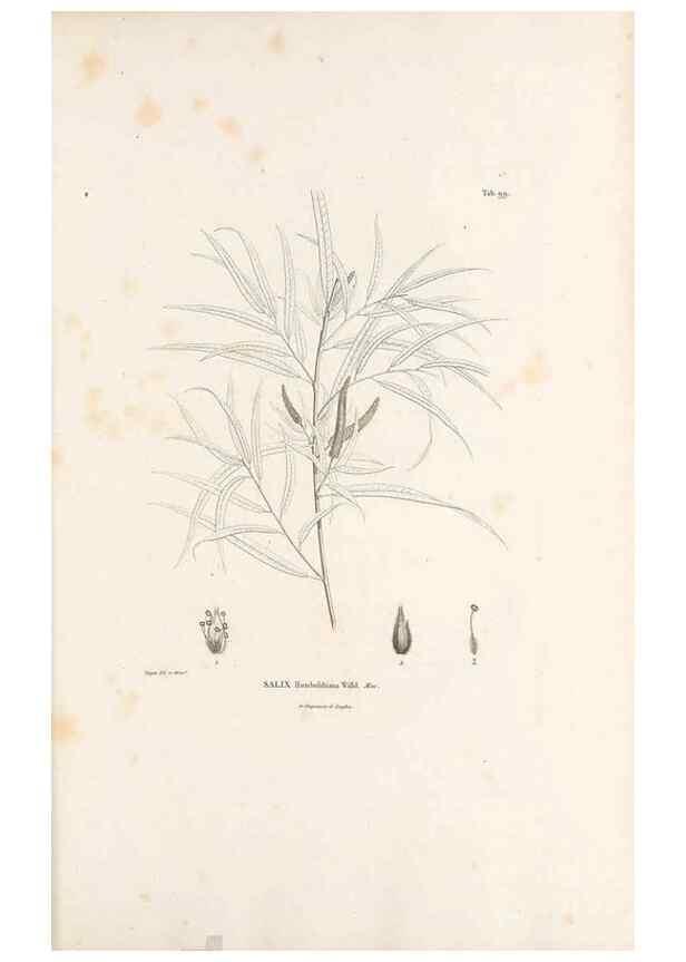 Reproducción/Reproduction 49521663767: Nova genera et species plantarum :. Antverpiae :Ex officina Christophori Plantini ...,1576.. 