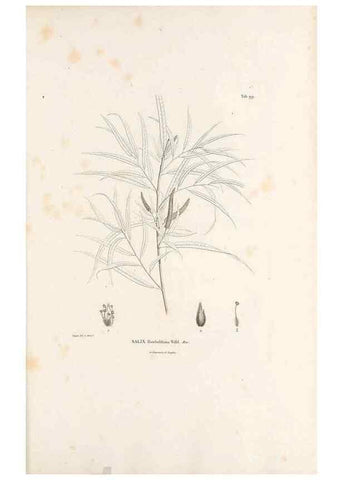 Reproducción/Reproduction 49521663767: Nova genera et species plantarum :. Antverpiae :Ex officina Christophori Plantini ...,1576.. 