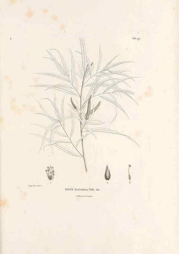 Reproducción/Reproduction 49521663767: Nova genera et species plantarum :. Antverpiae :Ex officina Christophori Plantini ...,1576.. 