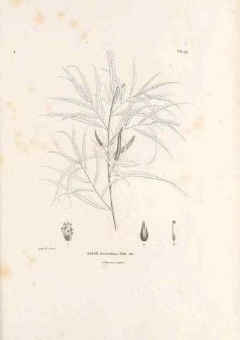 Reproducción/Reproduction 49521663767: Nova genera et species plantarum :. Antverpiae :Ex officina Christophori Plantini ...,1576.. 