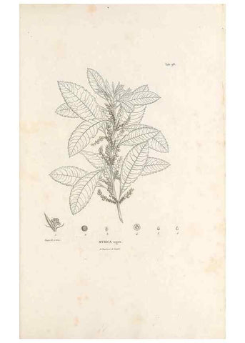 Reproducción/Reproduction 49521663452: Nova genera et species plantarum :. Antverpiae :Ex officina Christophori Plantini ...,1576.. 