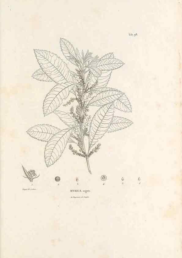 Reproducción/Reproduction 49521663452: Nova genera et species plantarum :. Antverpiae :Ex officina Christophori Plantini ...,1576.. 