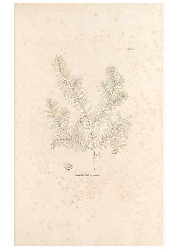 Reproducción/Reproduction 49521663107: Nova genera et species plantarum :. Antverpiae :Ex officina Christophori Plantini ...,1576.. 