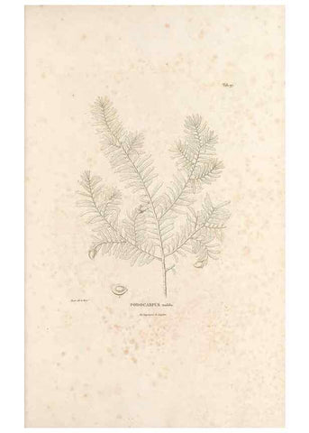 Reproducción/Reproduction 49521663107: Nova genera et species plantarum :. Antverpiae :Ex officina Christophori Plantini ...,1576.. 
