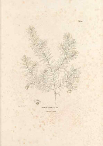 Reproducción/Reproduction 49521663107: Nova genera et species plantarum :. Antverpiae :Ex officina Christophori Plantini ...,1576.. 