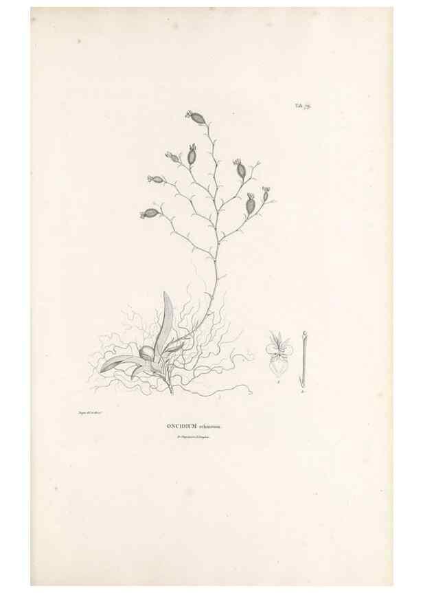 Reproducción/Reproduction 49521594507: Nova genera et species plantarum :. Antverpiae :Ex officina Christophori Plantini ...,1576.. 
