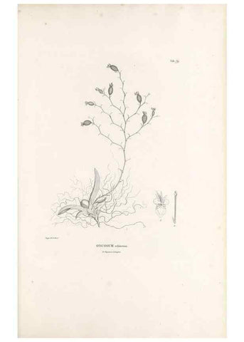 Reproducción/Reproduction 49521594507: Nova genera et species plantarum :. Antverpiae :Ex officina Christophori Plantini ...,1576.. 