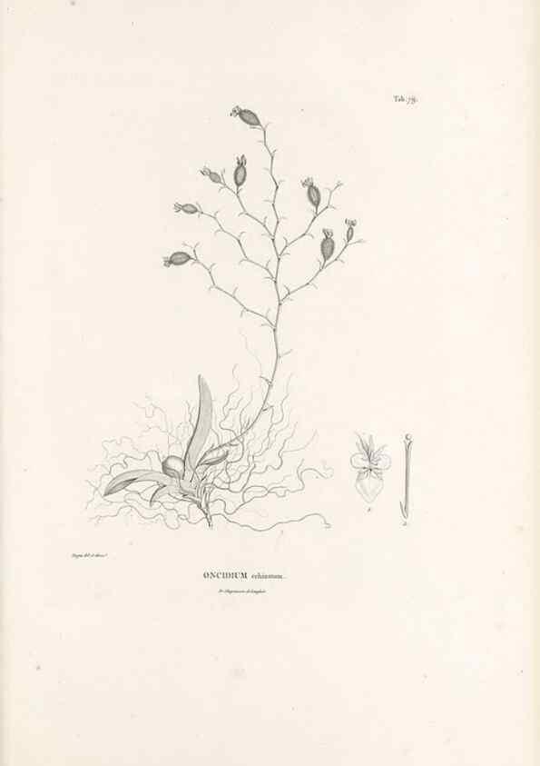 Reproducción/Reproduction 49521594507: Nova genera et species plantarum :. Antverpiae :Ex officina Christophori Plantini ...,1576.. 