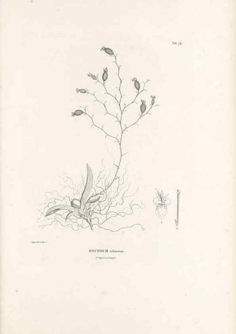 Reproducción/Reproduction 49521594507: Nova genera et species plantarum :. Antverpiae :Ex officina Christophori Plantini ...,1576.. 