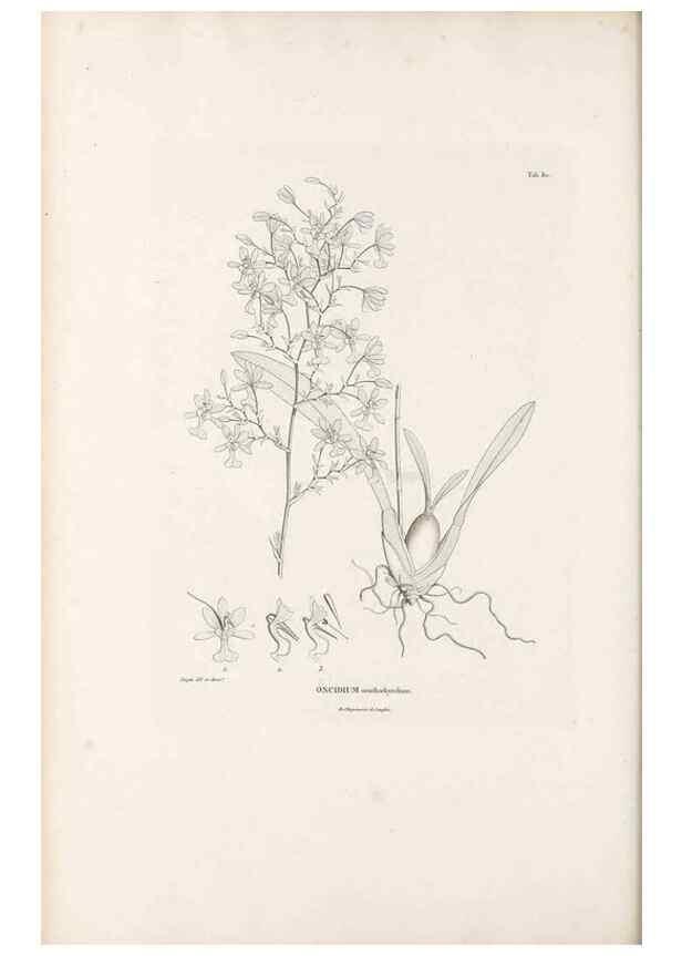 Reproducción/Reproduction 49521594847: Nova genera et species plantarum :. Antverpiae :Ex officina Christophori Plantini ...,1576.. 