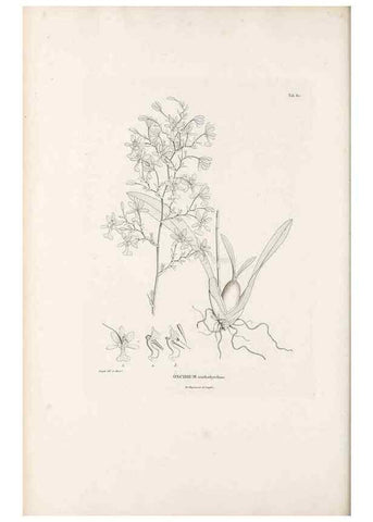 Reproducción/Reproduction 49521594847: Nova genera et species plantarum :. Antverpiae :Ex officina Christophori Plantini ...,1576.. 