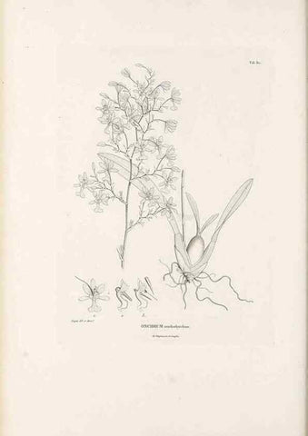Reproducción/Reproduction 49521594847: Nova genera et species plantarum :. Antverpiae :Ex officina Christophori Plantini ...,1576.. 