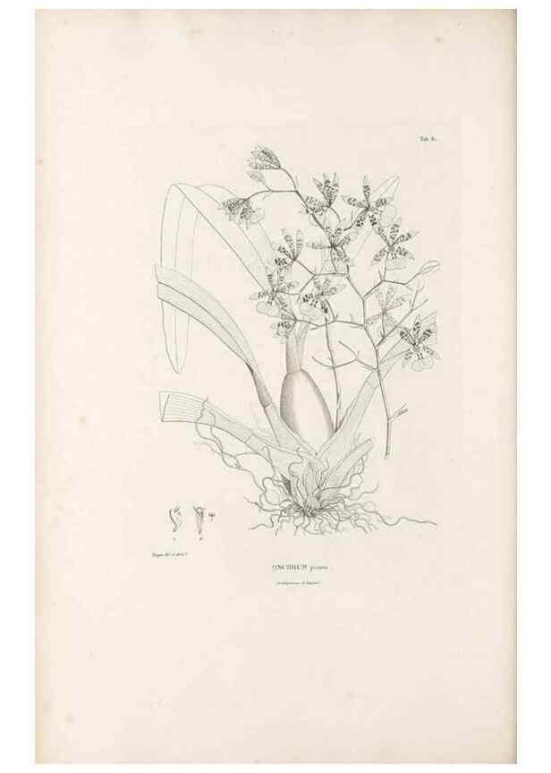 Reproducción/Reproduction 49521595257: Nova genera et species plantarum :. Antverpiae :Ex officina Christophori Plantini ...,1576.. 