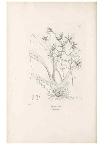 Reproducción/Reproduction 49521595257: Nova genera et species plantarum :. Antverpiae :Ex officina Christophori Plantini ...,1576.. 