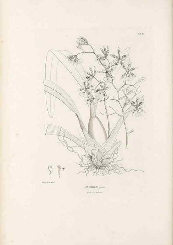 Reproducción/Reproduction 49521595257: Nova genera et species plantarum :. Antverpiae :Ex officina Christophori Plantini ...,1576.. 
