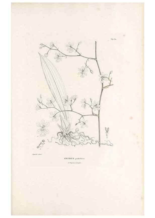 Reproducción/Reproduction 49521383851: Nova genera et species plantarum :. Antverpiae :Ex officina Christophori Plantini ...,1576.. 