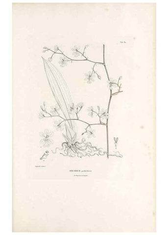 Reproducción/Reproduction 49521383851: Nova genera et species plantarum :. Antverpiae :Ex officina Christophori Plantini ...,1576.. 