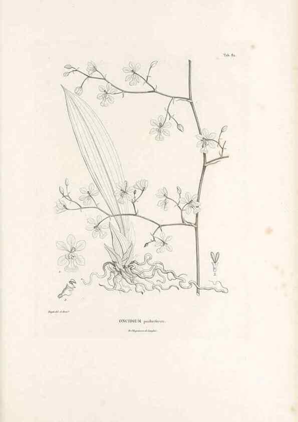 Reproducción/Reproduction 49521383851: Nova genera et species plantarum :. Antverpiae :Ex officina Christophori Plantini ...,1576.. 