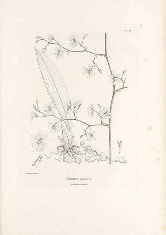 Reproducción/Reproduction 49521383851: Nova genera et species plantarum :. Antverpiae :Ex officina Christophori Plantini ...,1576.. 