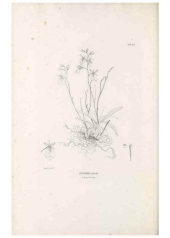 Reproducción/Reproduction 49520860218: Nova genera et species plantarum :. Antverpiae :Ex officina Christophori Plantini ...,1576.. 
