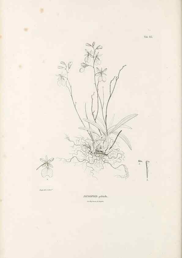 Reproducción/Reproduction 49520860218: Nova genera et species plantarum :. Antverpiae :Ex officina Christophori Plantini ...,1576.. 